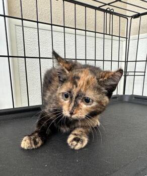 Baby Boo -  Domestic Short Hair Cat for Adoption in Newberg, Oregon - Baby Boo | PetCurious