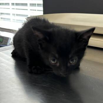 Ebony aka Loki -  Domestic Short Hair Cat for Adoption in Livingston, Texas - Ebony Aka Loki | PetCurious