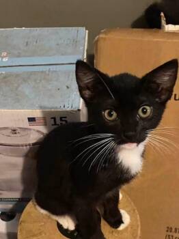 Teddy tux -  Domestic Short Hair Cat for Adoption in Beeville, Texas - Teddy Tux | PetCurious