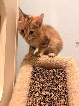 J4 Honey -  Domestic Short Hair Cat for Adoption in Ashland, Wisconsin - J4 Honey | PetCurious
