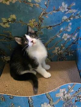 Galileo -  Domestic Short Hair Cat for Adoption in Overland Park, Kansas - Galileo | PetCurious