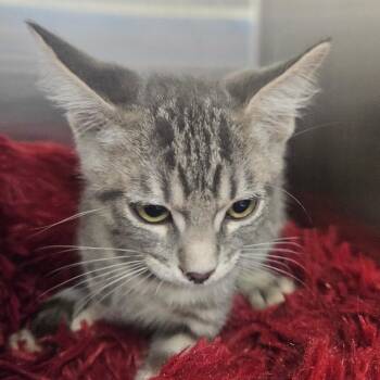 Chip -  Domestic Short Hair Cat for Adoption in Grantsville, Utah - Chip | PetCurious