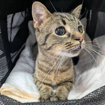 Biscuits -  Domestic Short Hair Cat Available for Adoption in Huntington, West Virginia - Biscuits | PetCurious