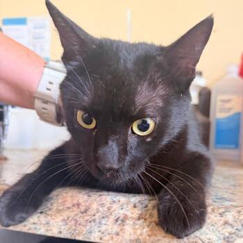 Domestic Short Hair Cats Available for Adoption in Corinth, Mississippi - Kitty | PetCurious