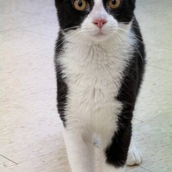 Domestic Short Hair Cats Available for Adoption - Gomez Adams | PetCurious