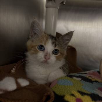 Rescue Domestic Short Hair Cats for Adoption in Kanab, Utah - Felicia | PetCurious