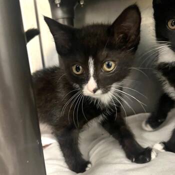 Priscilla -  Domestic Short Hair Cat for Adoption in Owosso, Michigan - Priscilla | PetCurious
