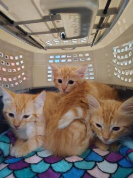 SpongeBob -  Domestic Short Hair Cat for Adoption in Lincoln, California - SpongeBob | PetCurious