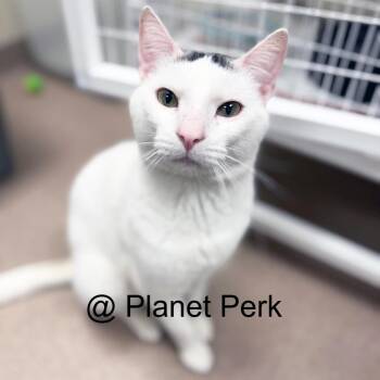 Tyler -  Domestic Short Hair Cat for Adoption in Oshkosh, Wisconsin - Tyler | PetCurious