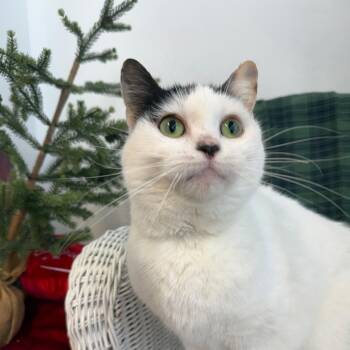 Domestic Short Hair Cats Available for Adoption - Jello Shot 55830 | PetCurious