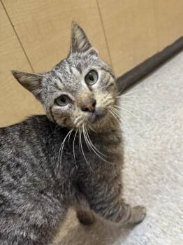 Domestic Short Hair Cats Available for Adoption in Austin, Texas - Pikatchu  | PetCurious