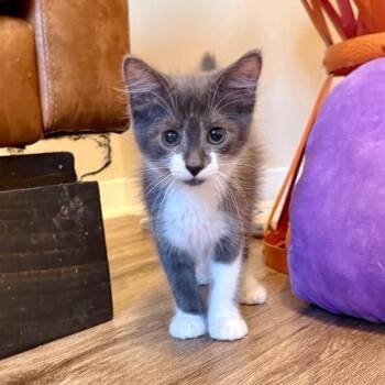 Greyson So Sweet -  Tuxedo and Domestic Short Hair Cat for Adoption in Friendswood, Texas - Greyson So Sweet | PetCurious