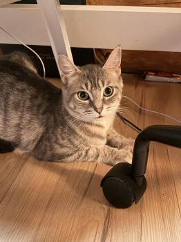 Sahara (26-189 C) -  Domestic Short Hair Cat for Adoption in Lansing, Michigan - Sahara (26-189 C) | PetCurious