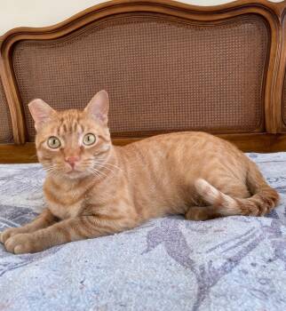 Rescue Domestic Short Hair Cats for Adoption in Houston, Texas - Orange - Sweet Boy! | PetCurious