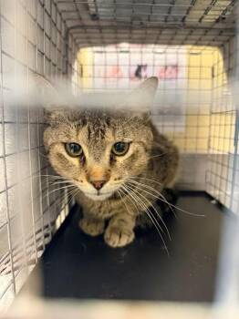 Domestic Short Hair Cats Available for Adoption in Fort Myers, Florida - LANCE | PetCurious