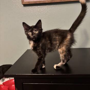 FLUFF - THE PURR-FECT LITTLE SHADOW -  Domestic Medium Hair Cat for Adoption in Plano, Texas - FLUFF - THE PURR-FECT LITTLE SHADOW | PetCurious