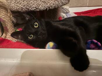 Domestic Short Hair and Bombay Cats Available for Adoption - HANDSOME SAMPSON | PetCurious
