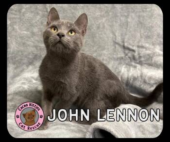 Domestic Short Hair Cats Available for Adoption - John Lennon | PetCurious