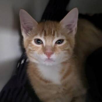 Beetle -  Domestic Short Hair Cat for Adoption in Silverdale, Washington - Beetle | PetCurious