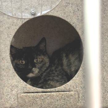 Domestic Medium Hair Cats Available for Adoption - CSAS-Stray-769 | PetCurious