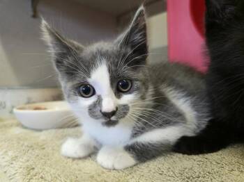 PAIGE -  Domestic Short Hair Cat for Adoption in Auburn, California - PAIGE | PetCurious