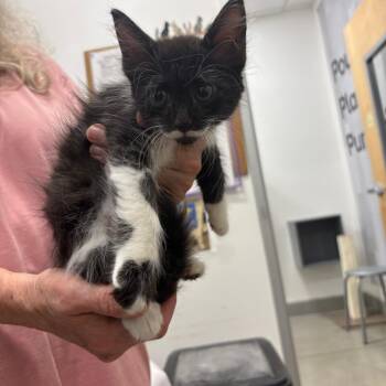 Elizabeth -  Domestic Medium Hair Cat for Adoption in NEW PT RICHEY, Florida - Elizabeth | PetCurious