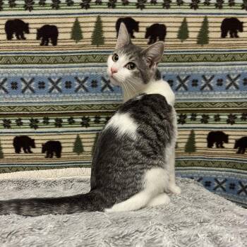 Ophelia -  Domestic Short Hair Cat for Adoption in East Hampton, New York - Ophelia | PetCurious