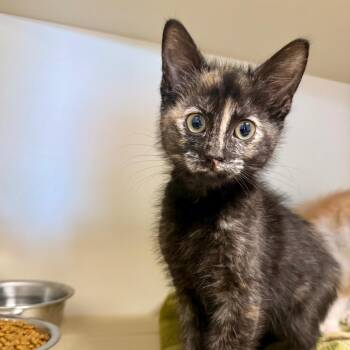 Bewitch -  Domestic Short Hair Cat for Adoption in Cody, Wyoming - Bewitch | PetCurious