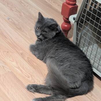 Rescue Domestic Long Hair Cats for Adoption in Bulverde, Texas - Cruz I #11 Aka Maxine | PetCurious