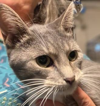 Rescue Domestic Short Hair Cats for Adoption in Bloomfield, New Jersey - Zane | PetCurious