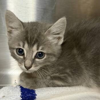 Quilted Blanket -  Domestic Short Hair Cat Available for Adoption in Los Angeles, California - Quilted Blanket | PetCurious