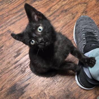 Regirock -  Domestic Short Hair Cat for Adoption in San Antonio, Texas - Regirock | PetCurious