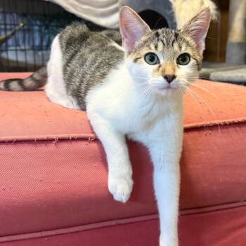 Pringle -  Domestic Short Hair Cat for Adoption in Gibsonia, Pennsylvania - Pringle | PetCurious