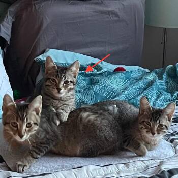 Domestic Short Hair Cats Available for Adoption in Middleton, Wisconsin - Dolly - Bonded To Bobby | PetCurious