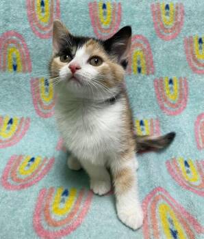 Calico Cats Available for Adoption in Jackson, Michigan - Piper | PetCurious