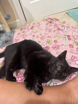Domestic Short Hair Cats Available for Adoption in Herndon, Virginia - Binx | PetCurious