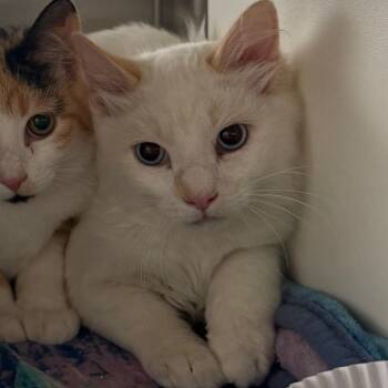 Rescue Domestic Medium Hair Cats for Adoption in Cedaredge, Colorado - Charlie | PetCurious