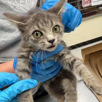 Rescue Domestic Short Hair Cats for Adoption in Bastrop, Texas - Jaxson 25-11-034 | PetCurious