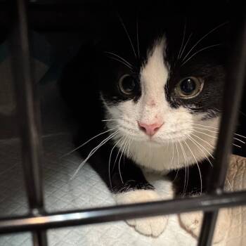 Rescue Domestic Short Hair Cats for Adoption in Salt Lake City, Utah - Nougat | PetCurious