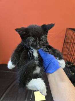 DAILY -  Domestic Short Hair Cat for Adoption in Louisville, Kentucky - DAILY | PetCurious
