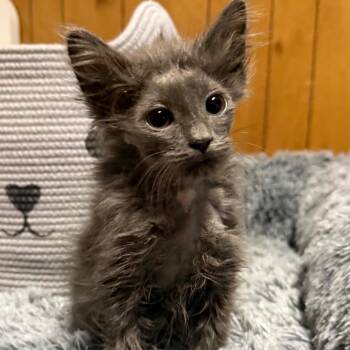 MYSTIC -  Domestic Long Hair Cat for Adoption in Graham, Washington - MYSTIC | PetCurious