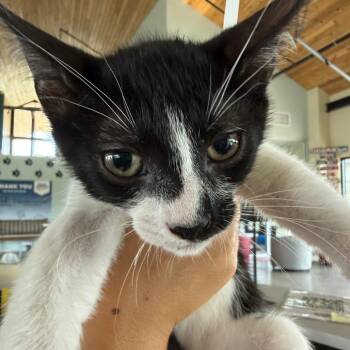 Tutti 2 -  Domestic Short Hair Cat for Adoption in Leander, Texas - Tutti 2 | PetCurious