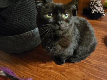 Chubby Cheeks AKA Gobbi -  Domestic Short Hair Cat for Adoption in Fairfax, Virginia - Chubby Cheeks AKA Gobbi | PetCurious