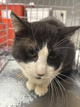 BAXTER -  Domestic Short Hair Cat for Adoption in Las Vegas, Nevada - BAXTER | PetCurious