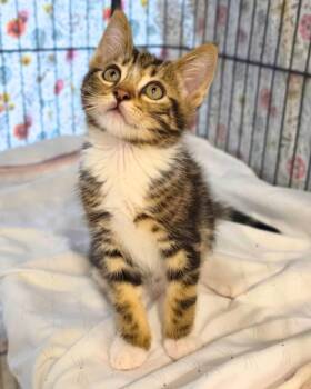Mir -  Domestic Short Hair Cat for Adoption in Novato, California - Mir | PetCurious