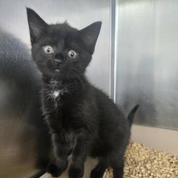 Virginia 26-200 -  Domestic Short Hair Cat for Adoption in Tawas City, Michigan - Virginia 26-200 | PetCurious