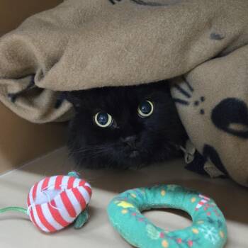 Bambi -  Himalayan Cat for Adoption in Colorado Springs, Colorado - Bambi | PetCurious