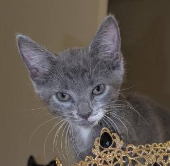 Domestic Short Hair Cats Available for Adoption in Lafayette, Louisiana - Soph(ie) | PetCurious