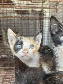Domestic Short Hair Cats Available for Adoption in Houston, Texas - A655925 | PetCurious