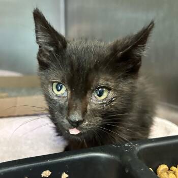 Oakley -  Domestic Medium Hair Cat for Adoption in Charleston, West Virginia - Oakley | PetCurious